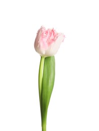 One beautiful tulip flower isolated on white