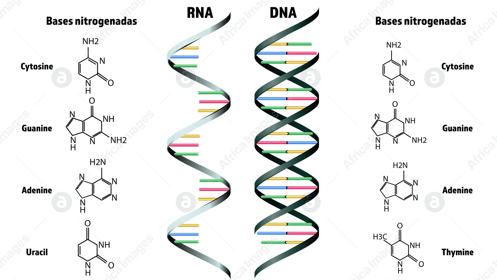 Illustration of RNA and DNA structure on white background. Illustration