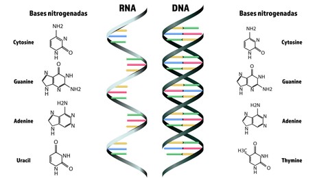 Illustration of RNA and DNA structure on white background. Illustration