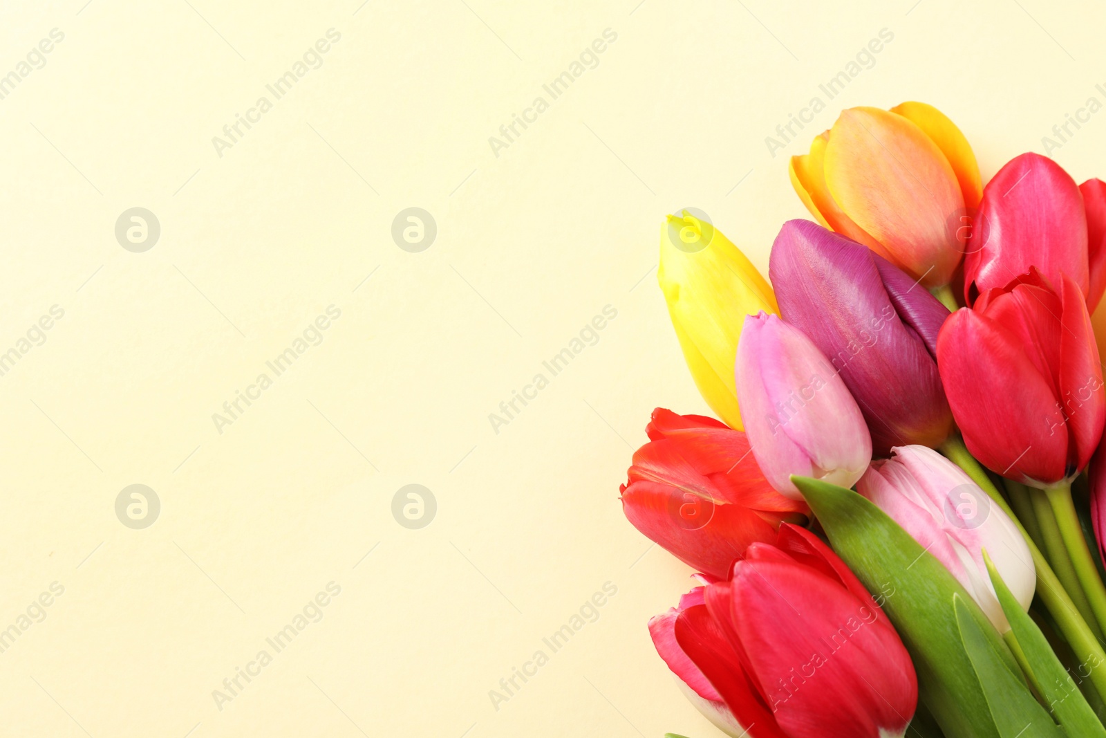 Photo of Beautiful tulips and space for text on color background, top view. Spring flowers