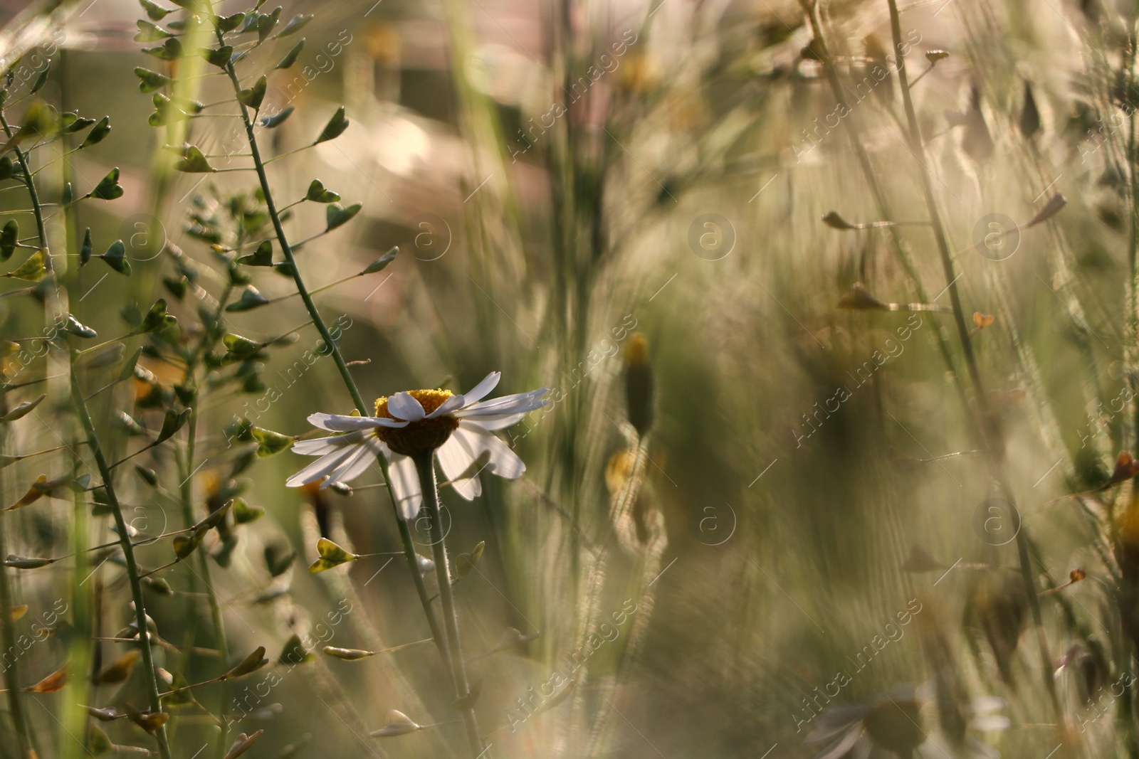 Photo of Beautiful wild flowers growing in spring meadow