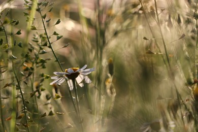 Photo of Beautiful wild flowers growing in spring meadow