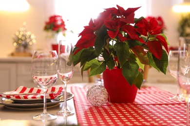 Beautiful potted Poinsettia and set of dishware on table indoors. Traditional Christmas flower