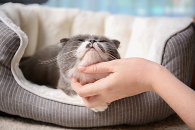 Photo of Woman stroking her cat while it resting on pet bed at home