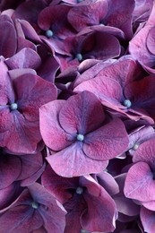 Photo of Beautiful violet hortensia flowers as background, closeup