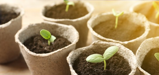 Young seedlings growing in peat pots with soil on table, closeup. Banner design