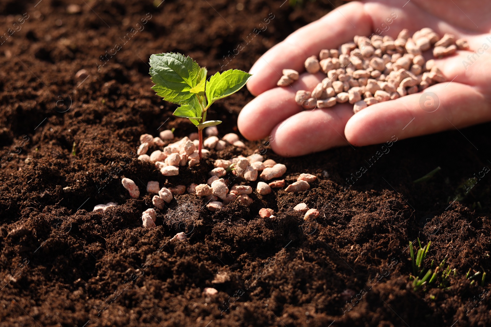 Photo of Man fertilizing soil with growing sprout, closeup