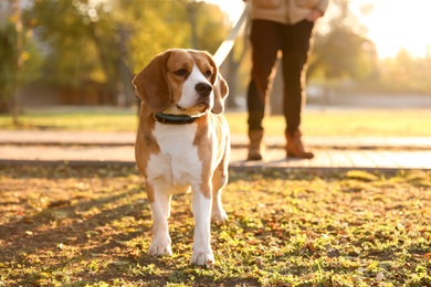 Man walking his cute Beagle dog in autumn park