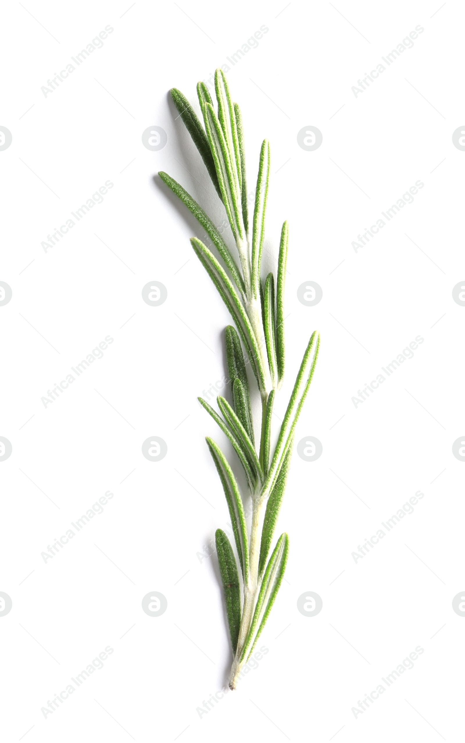 Photo of Fresh rosemary on white background