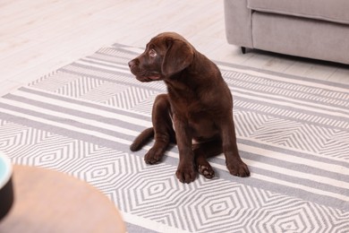 Cute chocolate Labrador Retriever puppy on rug at home. Lovely pet