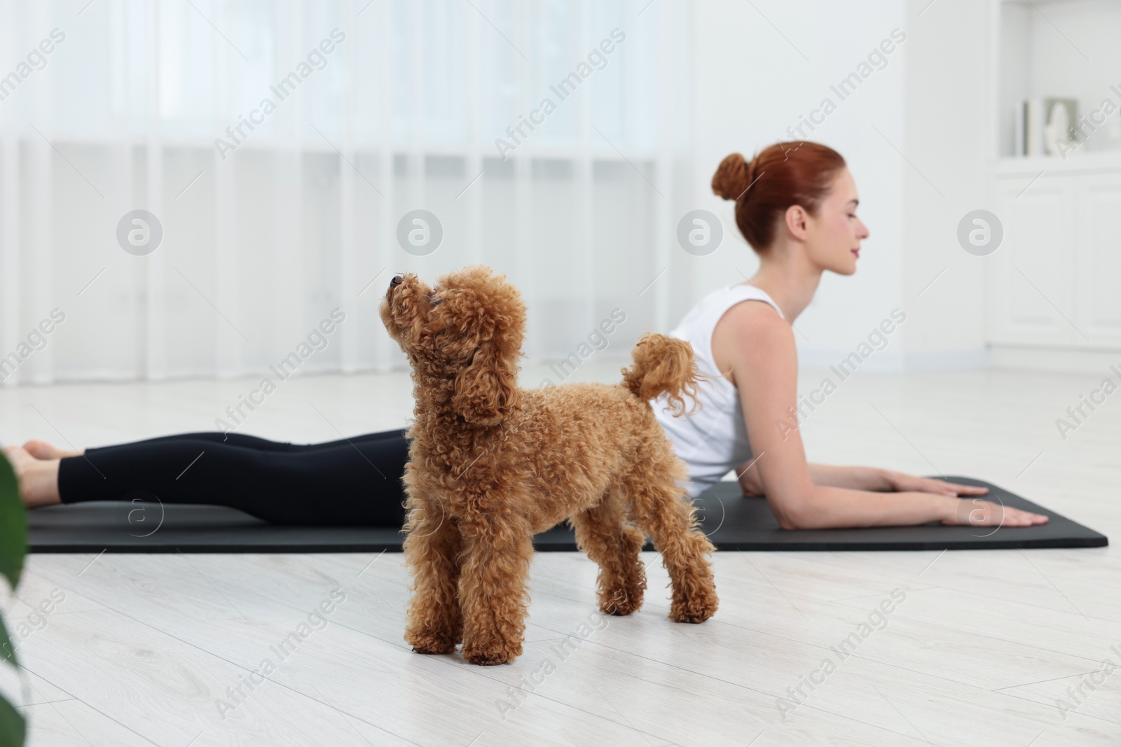 Photo of Young woman practicing yoga on mat with her cute dog indoors, selective focus
