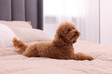 Photo of Cute Maltipoo dog on soft bed at home. Lovely pet