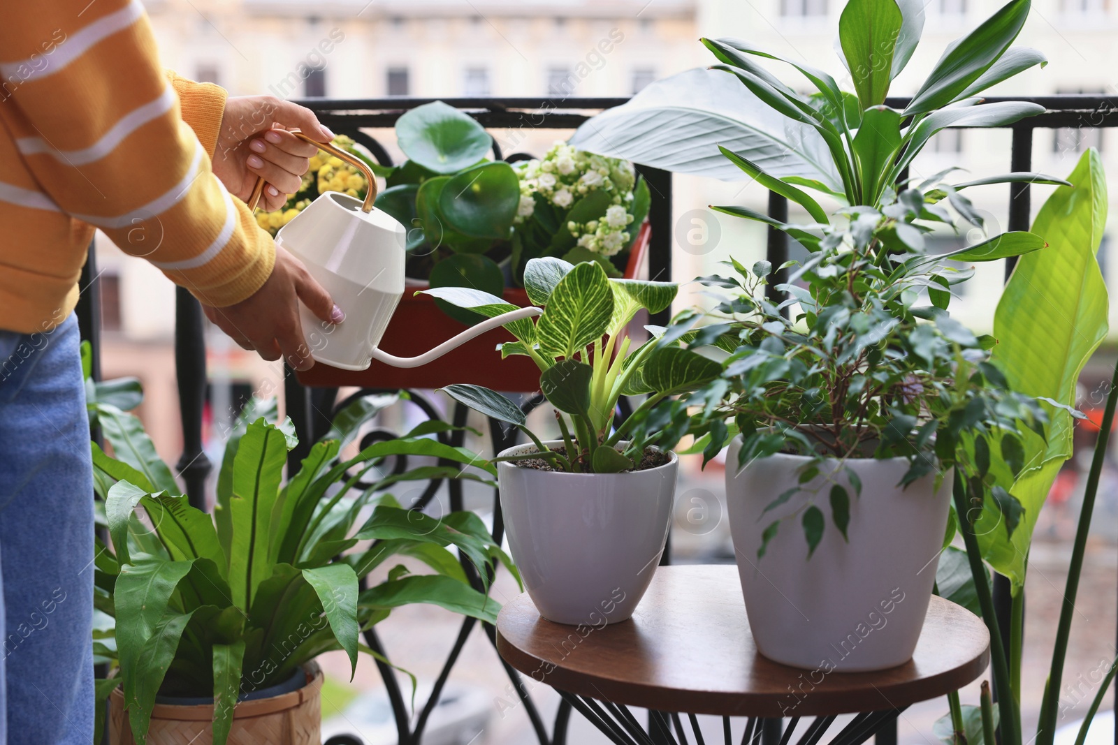 Photo of Woman watering beautiful potted houseplants on balcony, closeup