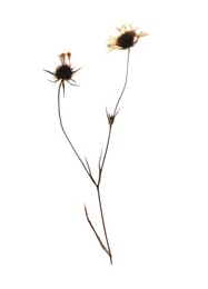 Photo of Dried meadow flowers on white background, top view