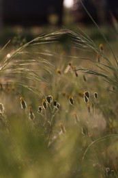 Photo of Beautiful wild flowers growing in spring meadow