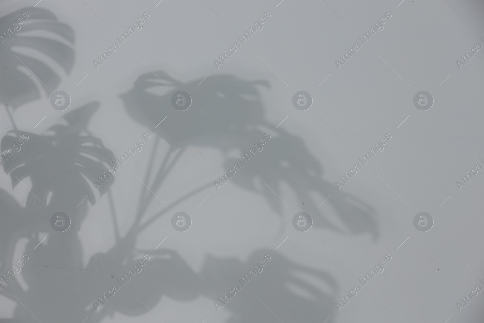 Photo of Shadow of plant falling on white wall, space for text