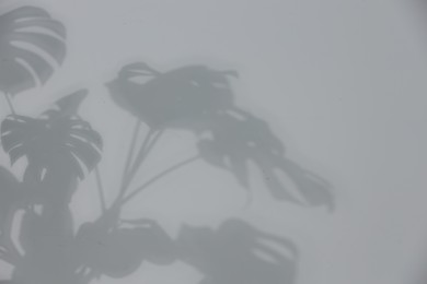 Photo of Shadow of plant falling on white wall, space for text