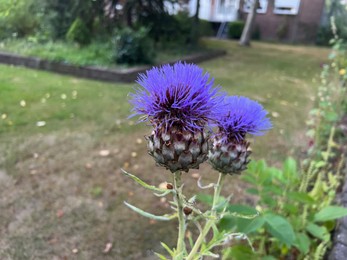 Photo of Beautiful blooming artichoke thistle or cardoon growing outdoors, space for text