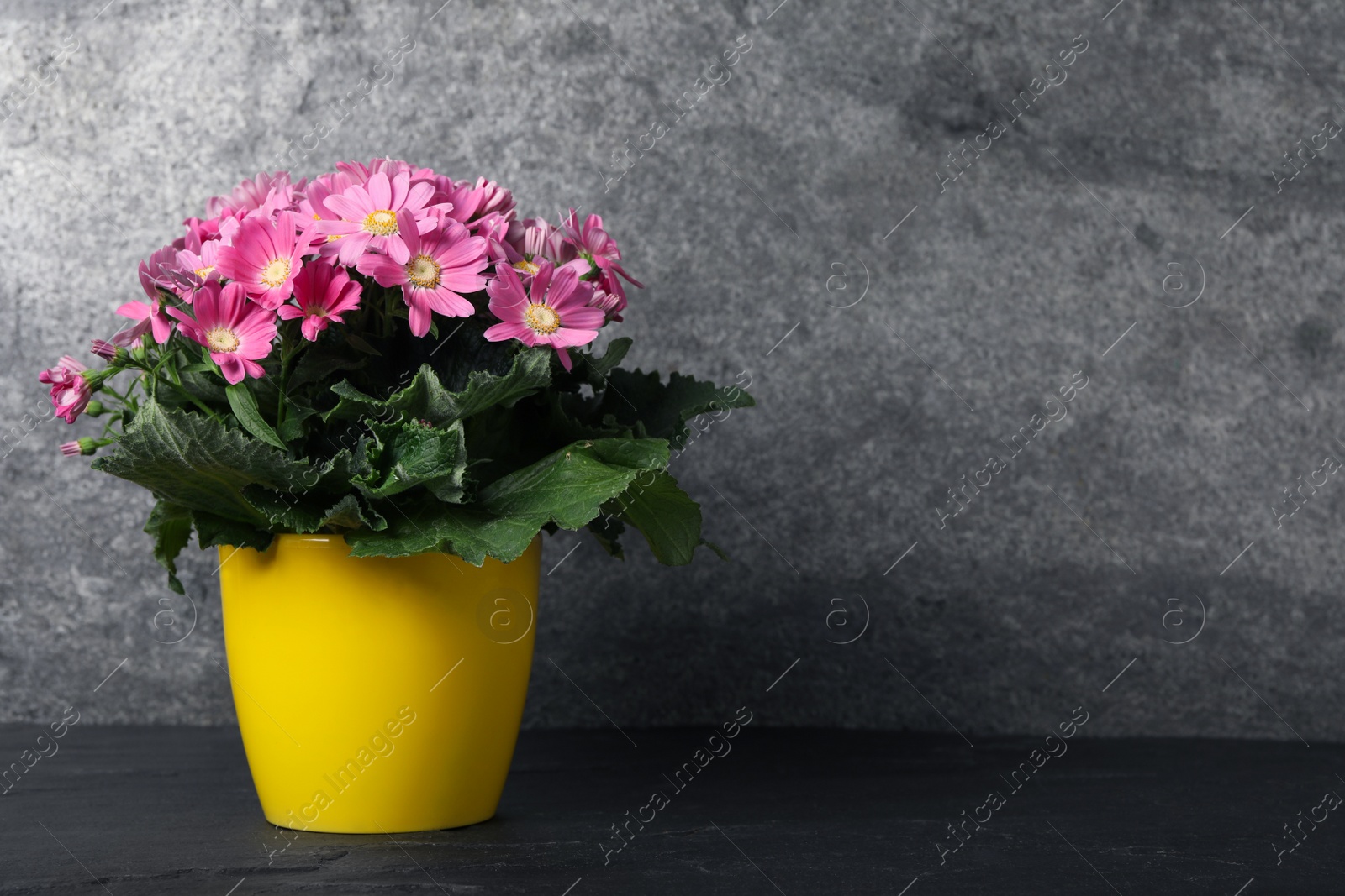 Photo of Beautiful pink cineraria plant in flower pot on black table. Space for text