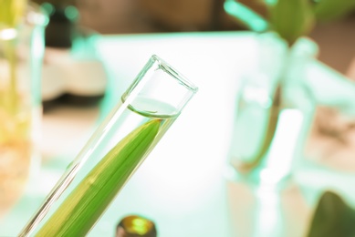 Photo of Green leaf in test tube on blurred background, closeup with space for text. Plant chemistry