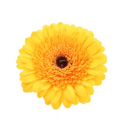 Beautiful yellow gerbera flower isolated on white