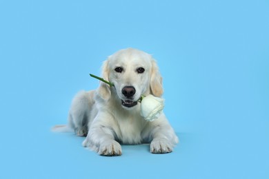 Photo of Cute Labrador Retriever with beautiful rose flower on light blue background