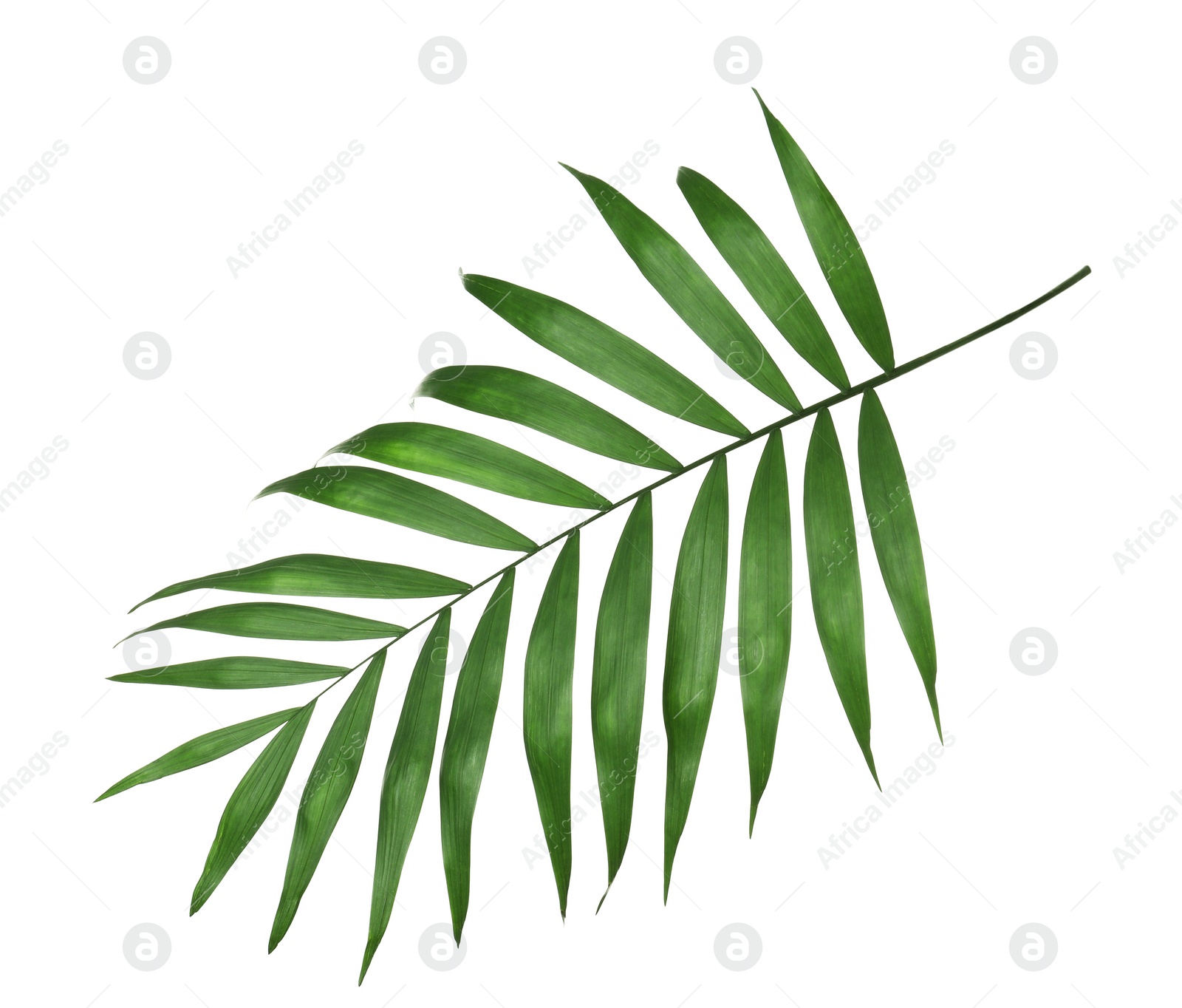 Photo of Beautiful lush tropical leaf isolated on white