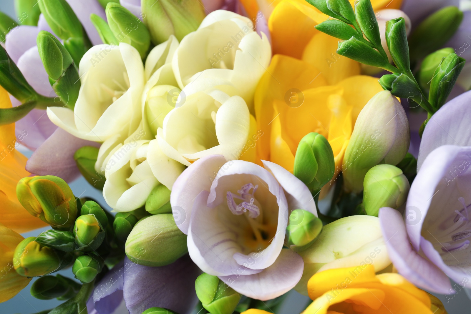 Photo of Beautiful bouquet of fresh freesia flowers as background, closeup
