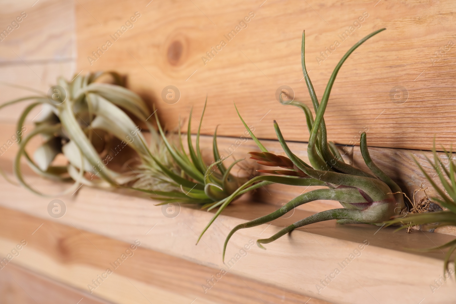 Photo of Beautiful tillandsia plants on wooden shelf. House decor
