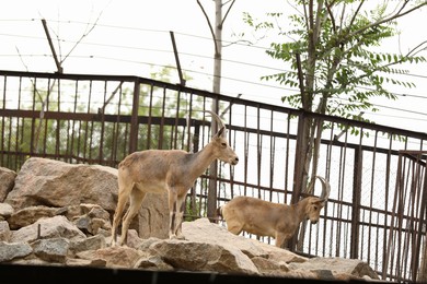 Beautiful ibexes in zoo enclosure. Wild animals