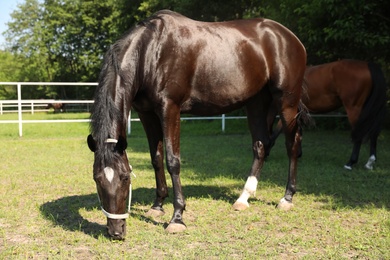 Dark bay horses in paddock on sunny day. Beautiful pets