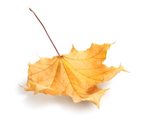 Photo of Beautiful autumn leaf on white background. Fall foliage