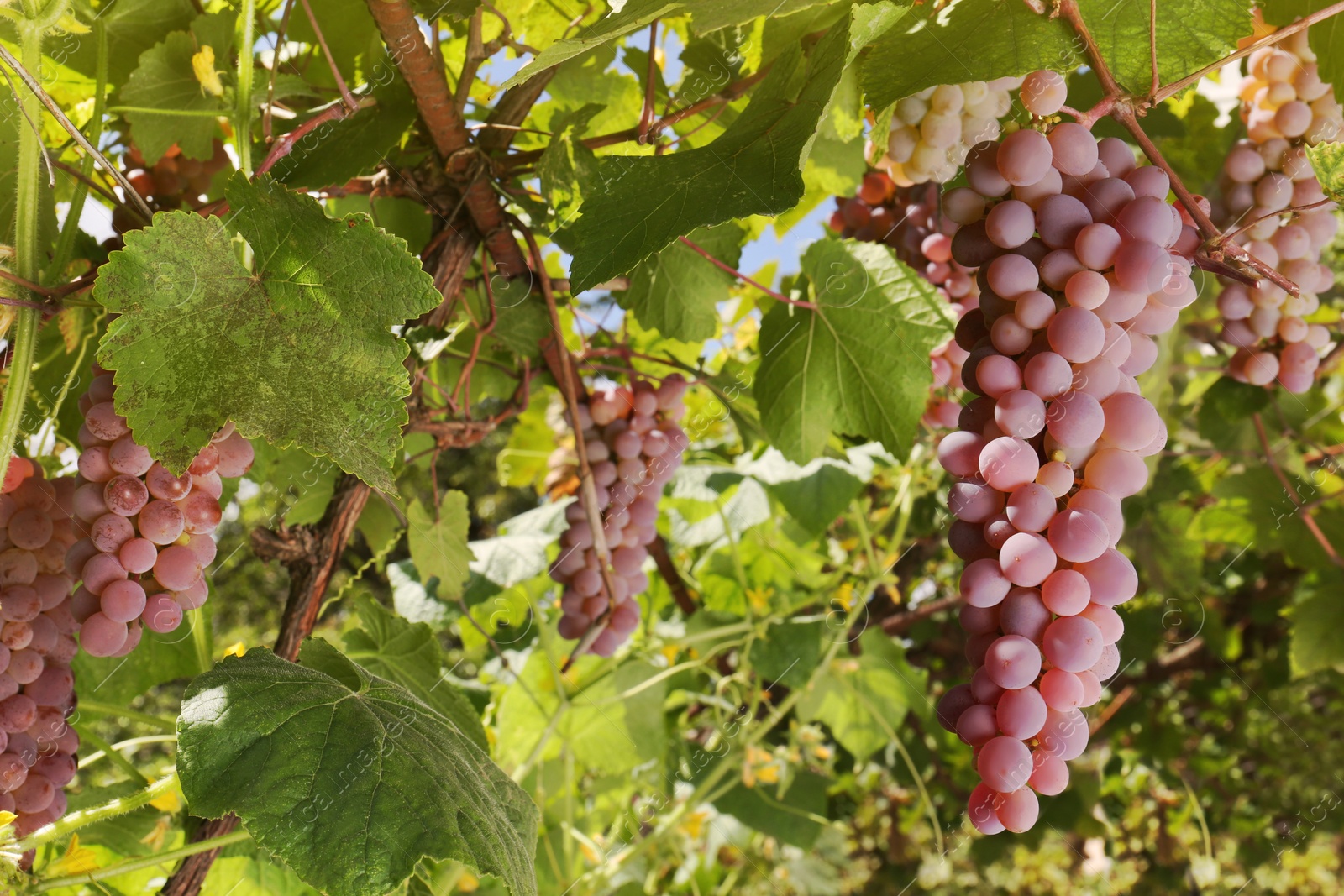 Photo of Ripe juicy grapes growing on branch in vineyard