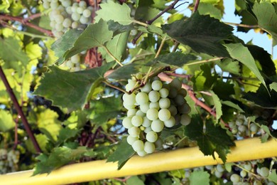 Photo of Tasty grapes growing on branch in vineyard