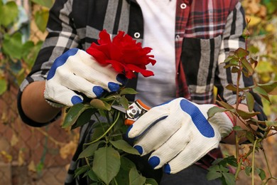 Photo of Woman wearing gloves pruning beautiful rose by secateurs in garden, closeup