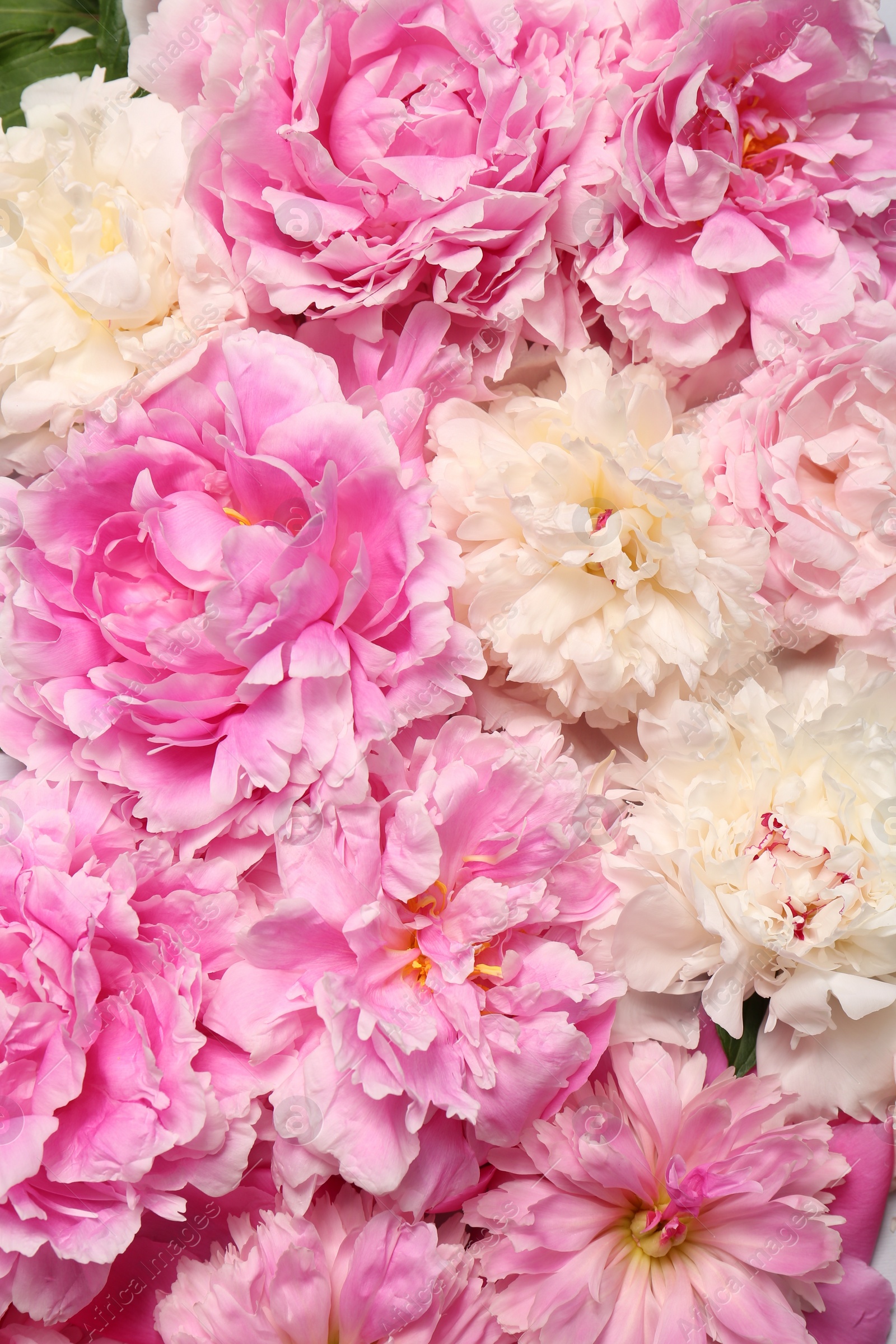 Photo of Beautiful aromatic peony flowers as background, closeup