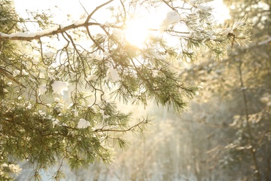 Beautiful sunlit tree branch covered with snow in forest. Winter season