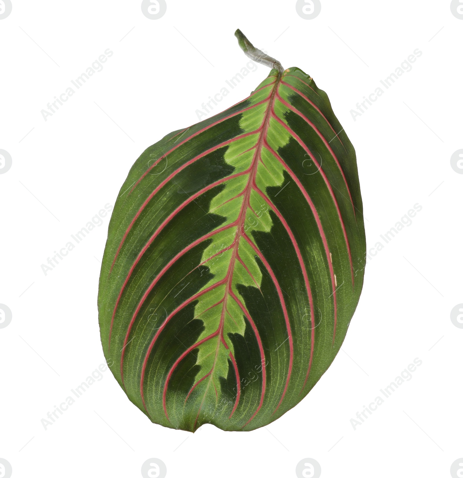 Photo of Leaf of tropical maranta plant on white background