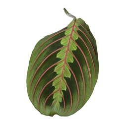 Leaf of tropical maranta plant on white background