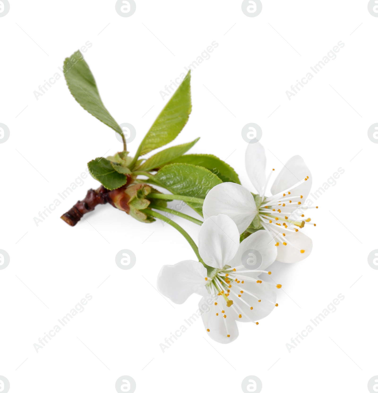 Photo of Beautiful spring blossoms with leaves isolated on white