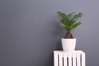 Tropical plant with green leaves on wooden crate against grey background