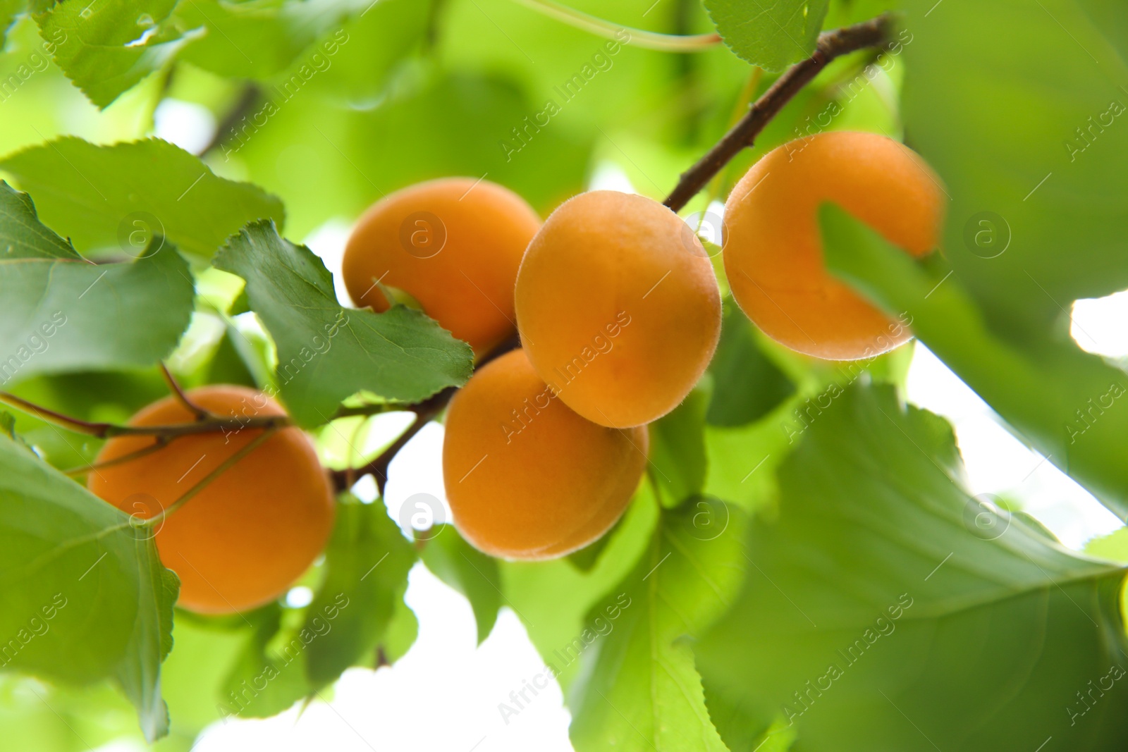 Photo of Delicious ripe apricots on tree outdoors, closeup