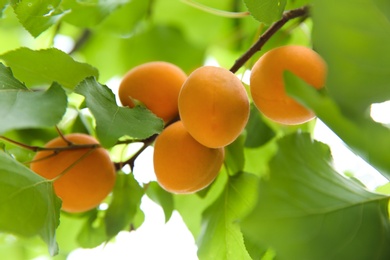 Photo of Delicious ripe apricots on tree outdoors, closeup