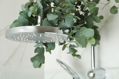 Photo of Branches with green eucalyptus leaves in shower