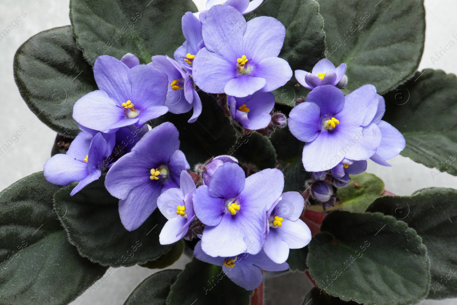 Photo of Beautiful violet flowers on light grey background, closeup. Plant for house decor