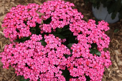 Beautiful Kalanchoe plant with pink flowers outdoors, closeup