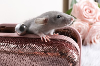 Photo of Cute grey rat in pink sequin purse indoors, closeup