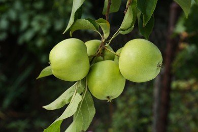 Photo of Green apples and leaves on tree branch in garden, closeup