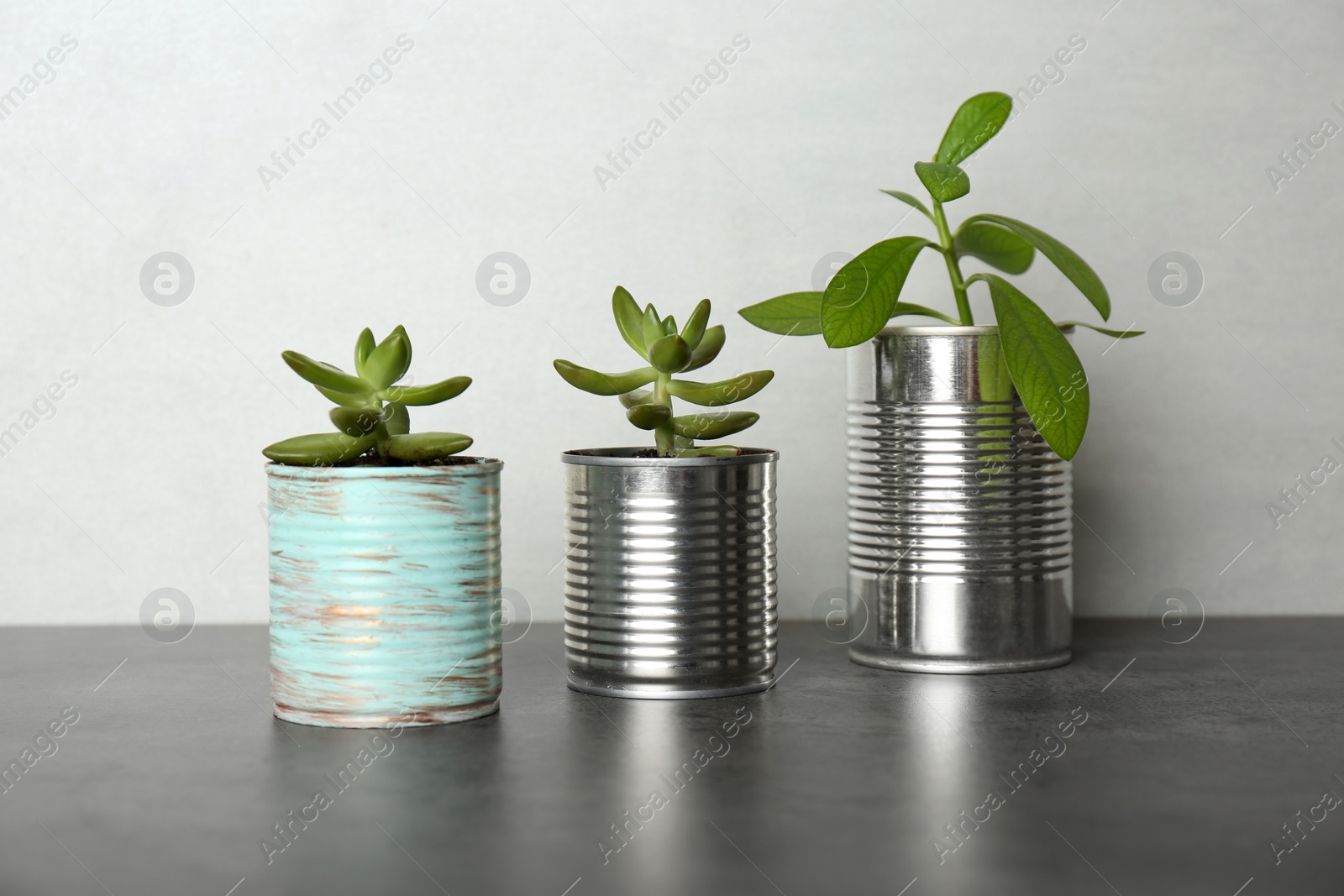 Photo of Beautiful houseplants in tin cans on grey stone table