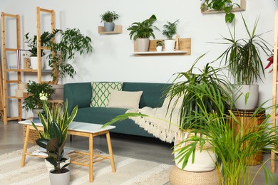 Photo of Living room interior with beautiful different potted green plants and furniture. House decor